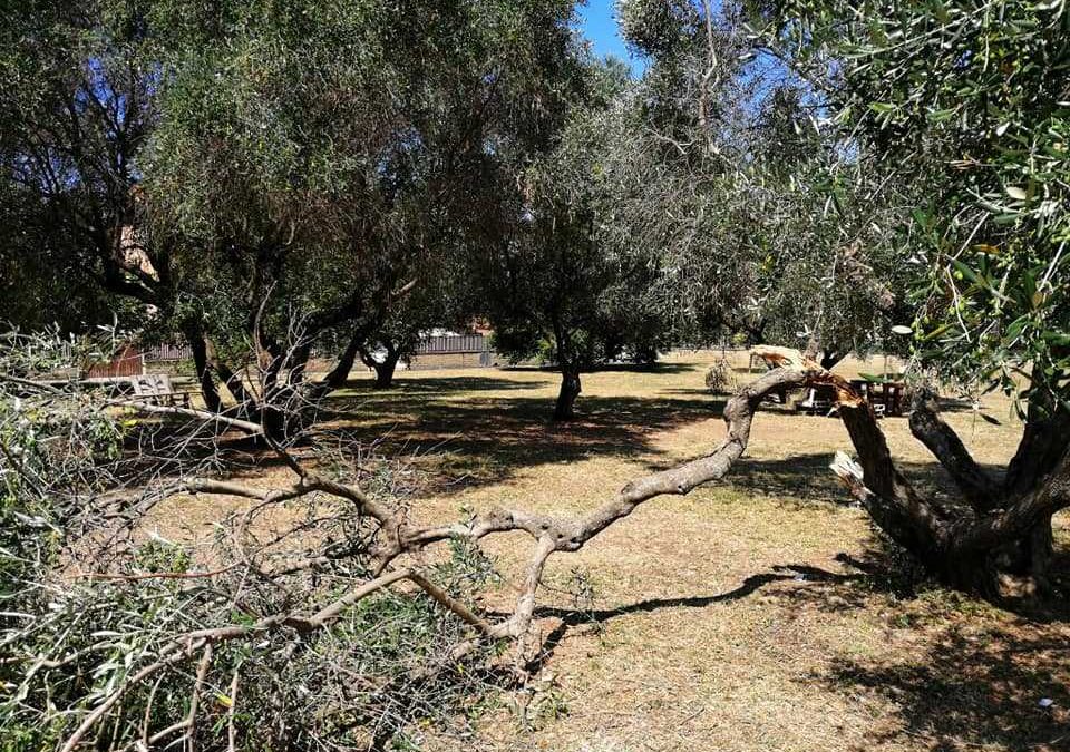 Spezzati I Rami Degli Ulivi A Parco Martiri Delle Foibe Di Cerveteri