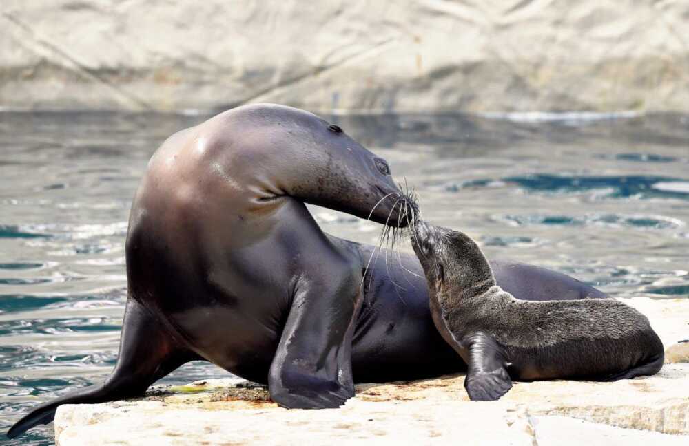 Al Bioparco di Roma è nata un otaria della California Terzo Binario News