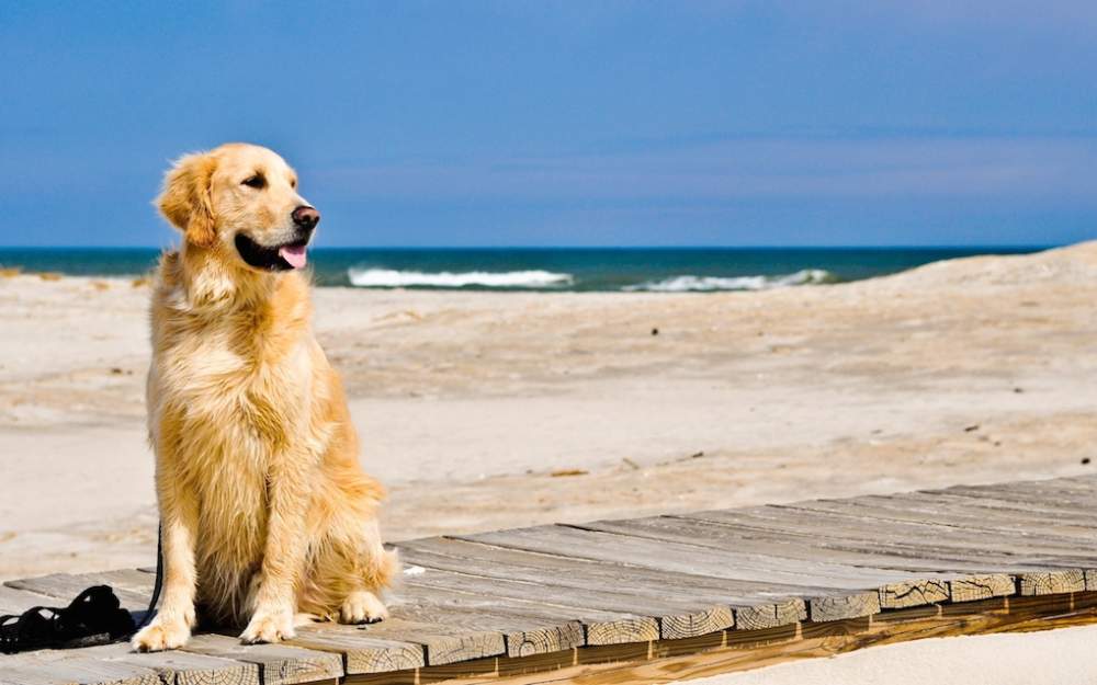 Ladispoli A Palo Prima Punta Arriva La Spiaggia Per Cani