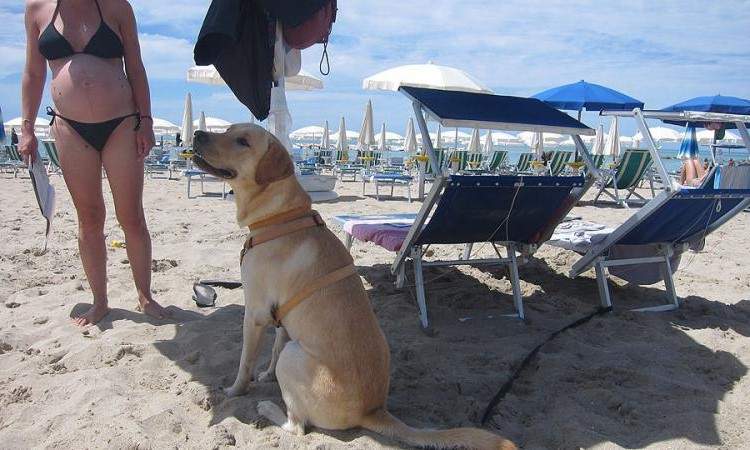 Tarquinia Lido La Guardia Costiera Impone Stabilimenti