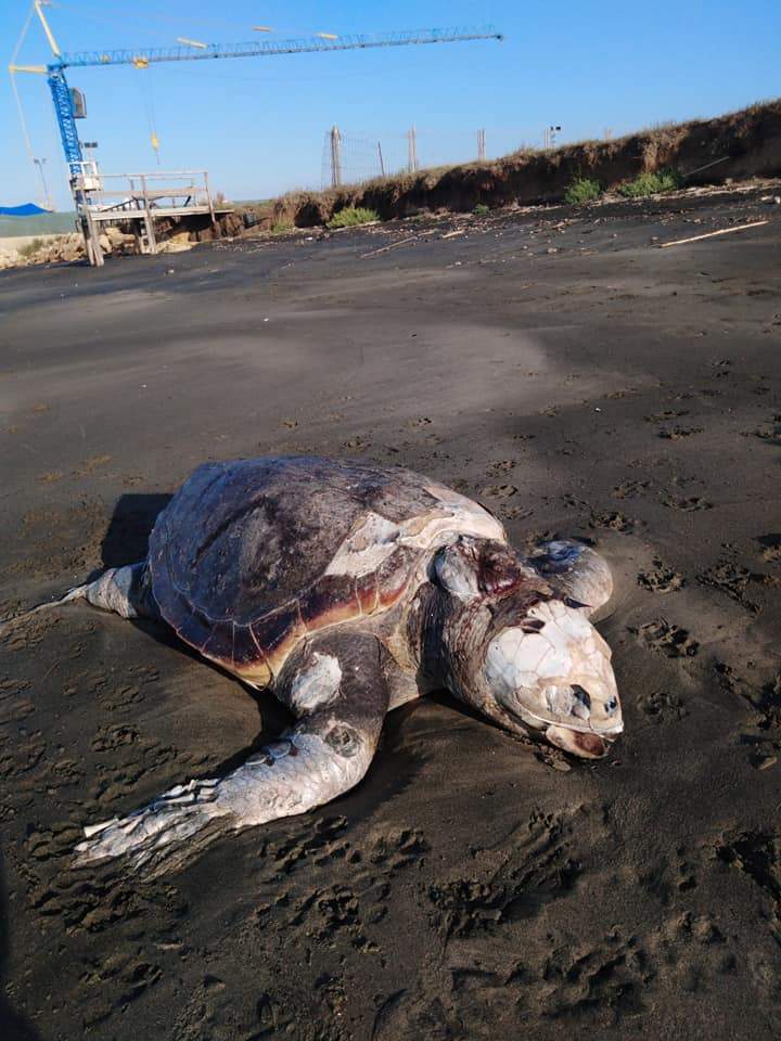 Tartaruga gigante morta sulla spiaggia di Ladispoli • Terzo Binario News