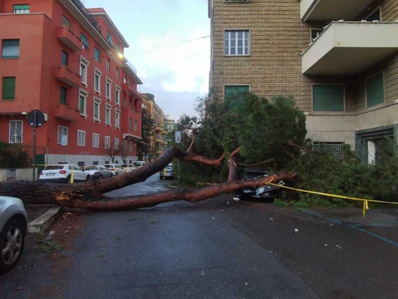 pino caduto piazza bologna