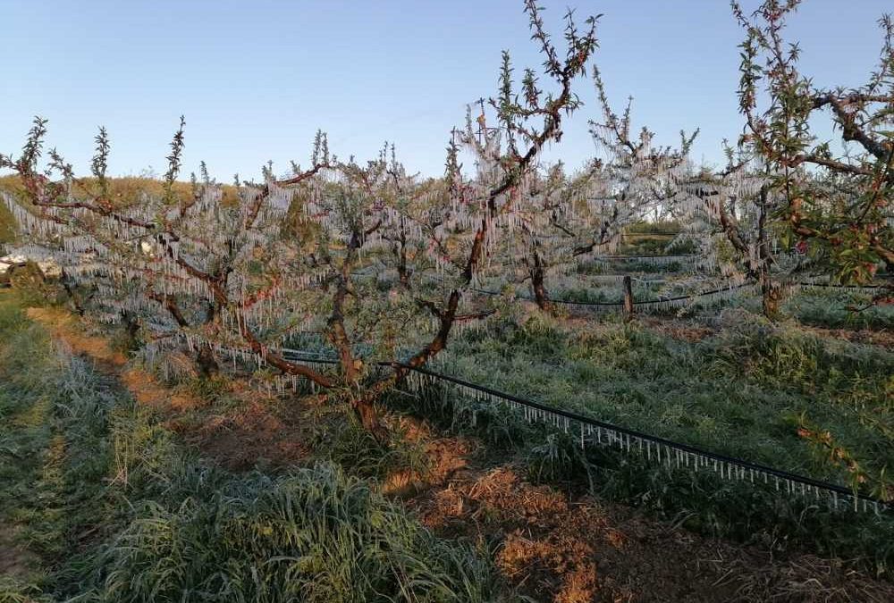 La gelata devasta l’agricoltura di Tarquinia  e Montalto: allarme della Coldiretti