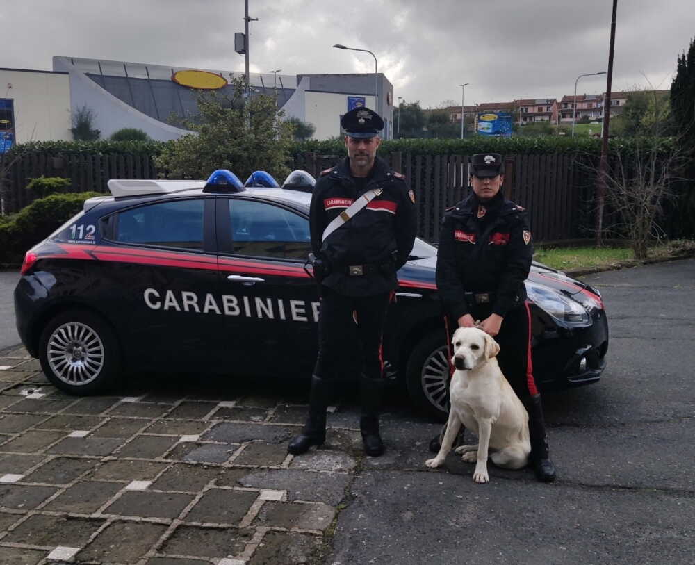 Cagnolona In Strada Recuperata Dai Carabinieri Di Bracciano • Terzo ...