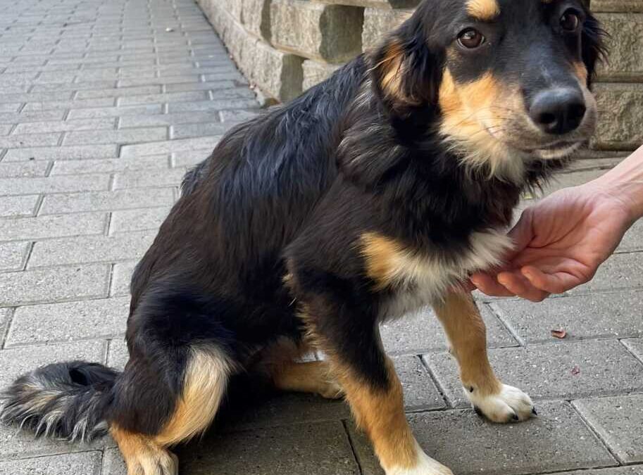 Lega Nazionale del Cane, campagna anti abbandono e nuovi appelli • Terzo  Binario News