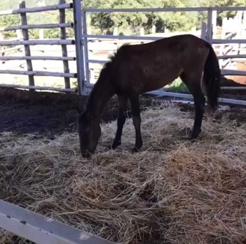 cavallo santa marinella lucky