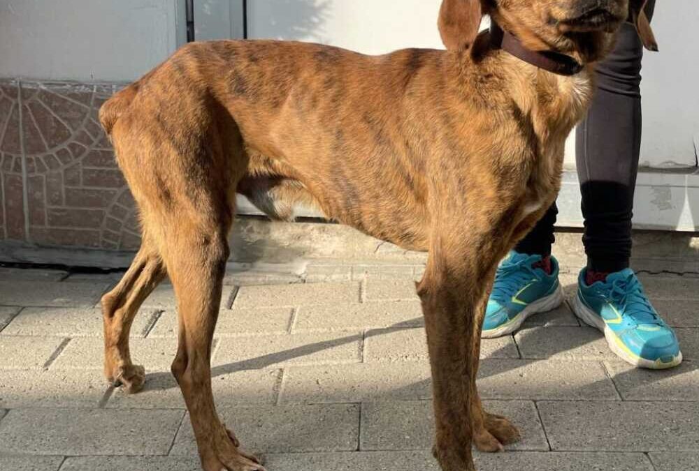 Bix, Luna e Swami: ancora tre cani in cerca d’amore