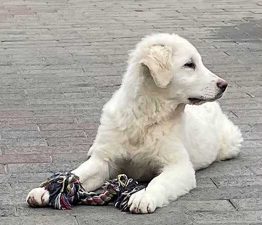 Lega Nazionale del Cane, campagna anti abbandono e nuovi appelli • Terzo  Binario News