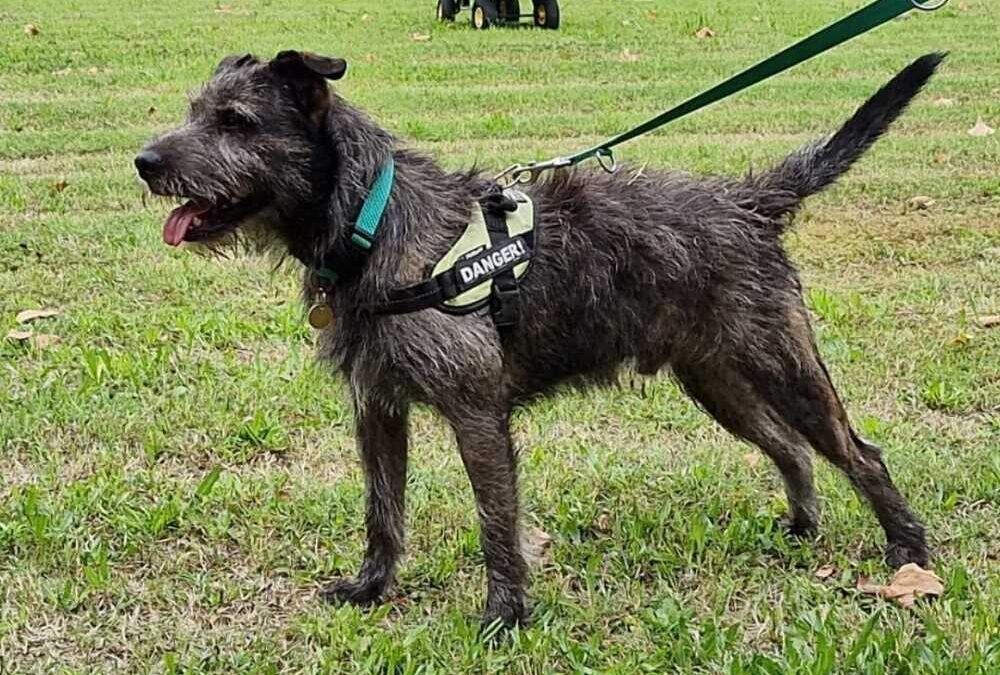 Lega Nazionale del Cane, campagna anti abbandono e nuovi appelli • Terzo  Binario News