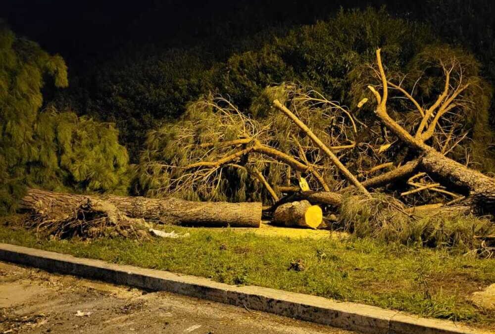 Il Civat sui pini di via Chirieletti a Cerveteri: “Abbattimento sconsiderato”