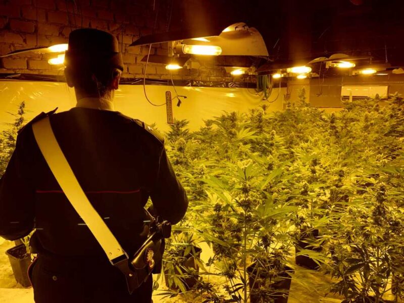 BRACCIANO - La piantagione illegale scoperta dai Carabinieri serra marijuana (1)