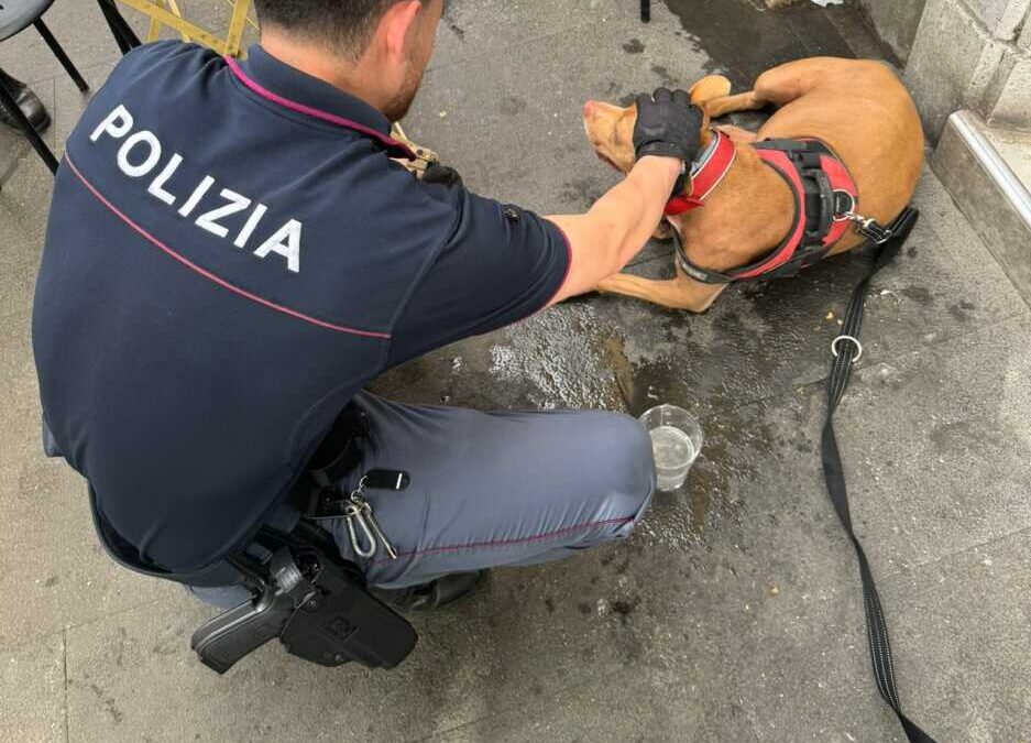 Getta la cagnolona nel cassonetto a San Lorenzo, la Polizia salva la pitbull
