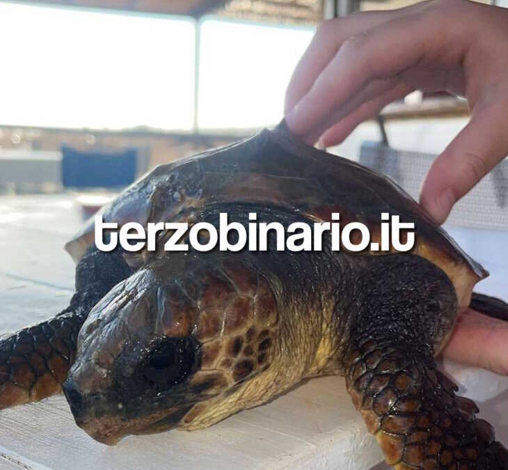 Tartaruga Caretta Caretta salvata a Montalto dalla Guardia Costiera