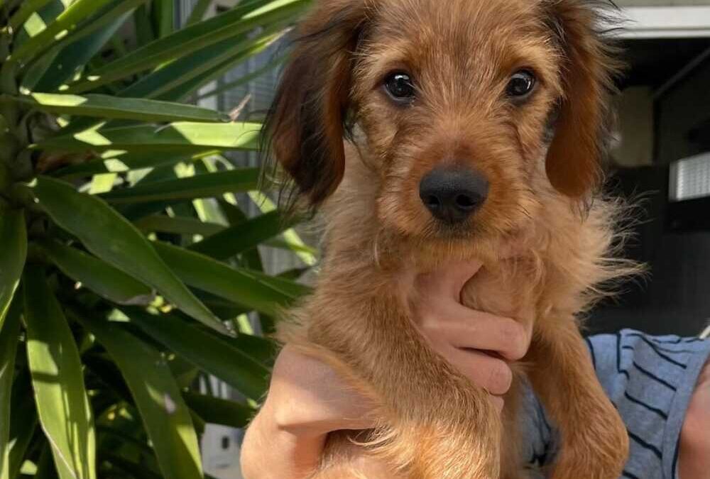 Lagos e Zaira due bellissimi cuccioli e nonno Iron, tutti da adottare presto