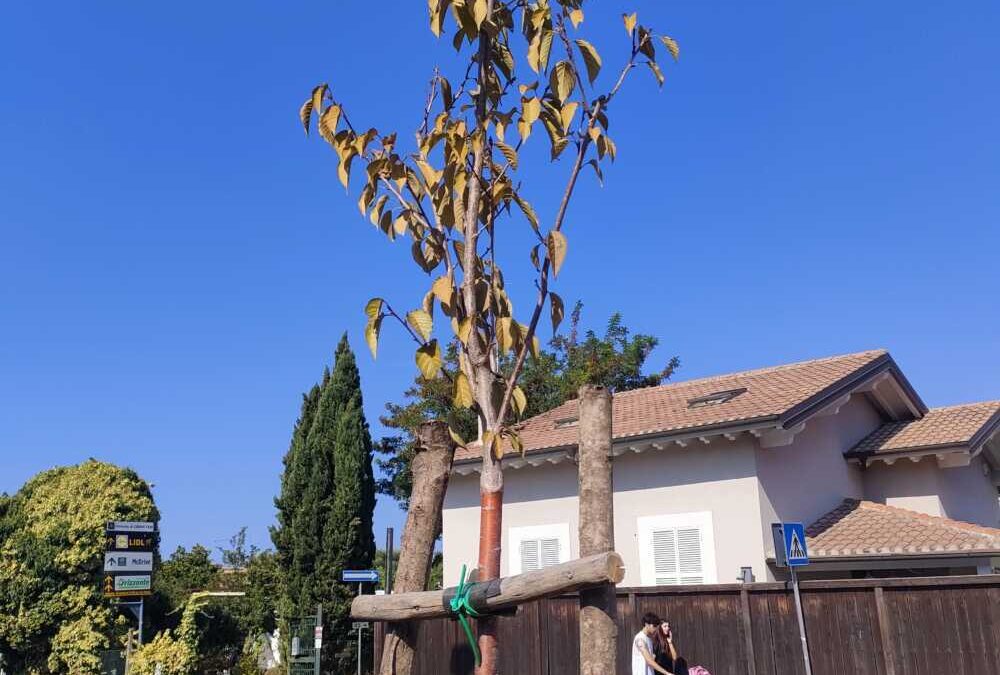 Manutenzioni straordinarie alle alberature di Cerveteri, interventi con la Propoli Agricola