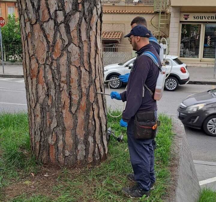 Cura e manutenzione delle alberature, parte a Cerveteri il ciclo anti-cocciniglia