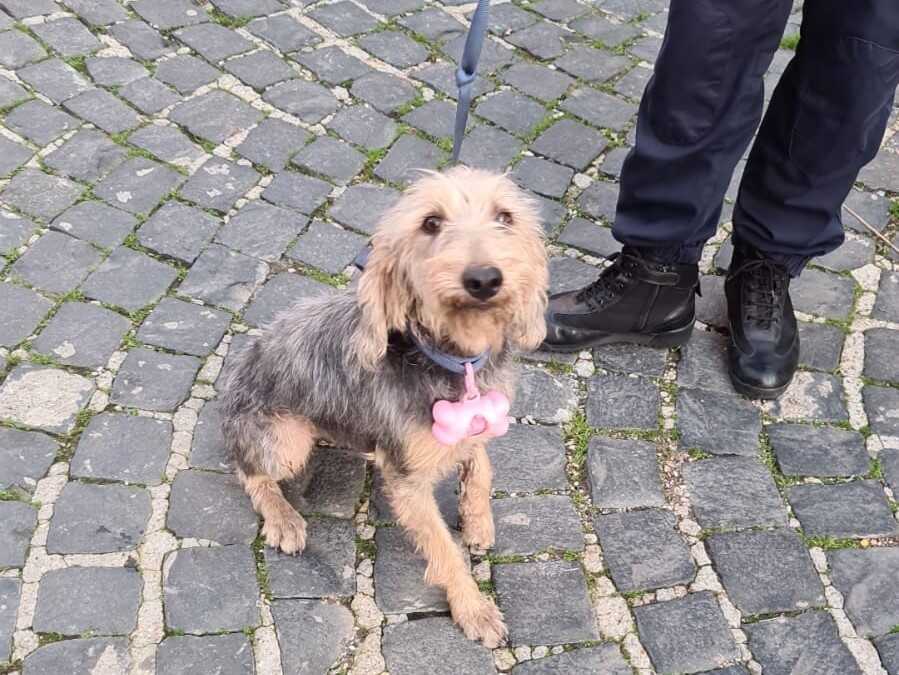 Cagnolina trovata nei dintorni di Allumiere: cercasi il padrone