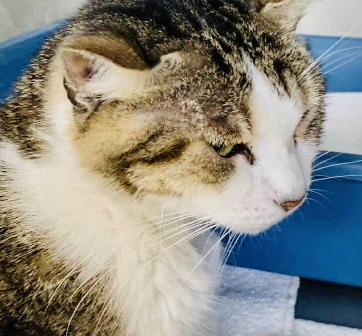 Miscio resterà paraplegico: è il gatto a cui hanno sparato a Ladispoli