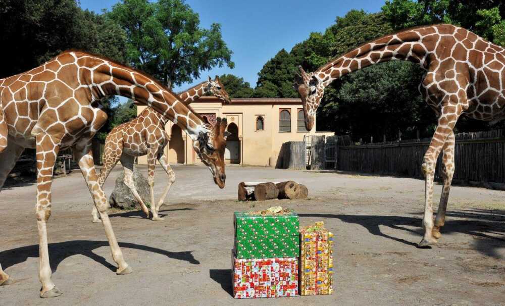 Al Bioparco di Roma tanti appuntamenti per divertirsi con gli animali fino alla Befana