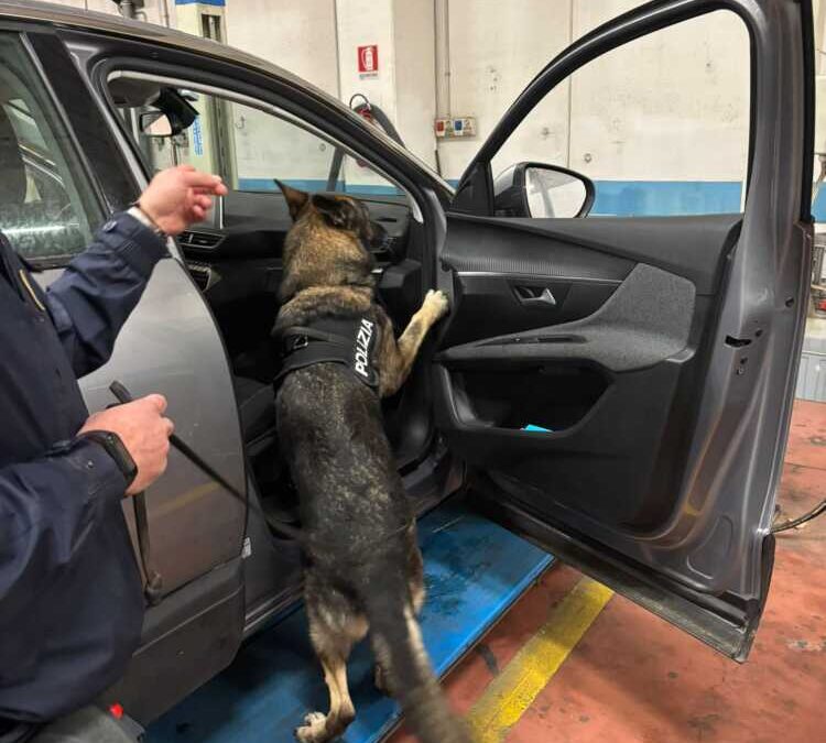 Il cagnolone-poliziotto Faro snasa 13 kg di droga in un’auto vicino Tivoli