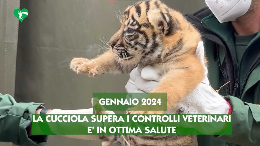 Al Bioparco di Roma festa per il primo compleanno della tigrotta Kala